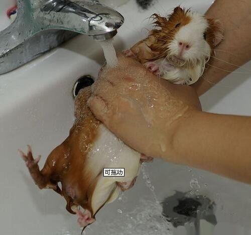 国产豚鼠洗澡视频,国产豚鼠洗澡趣味瞬间大盘点