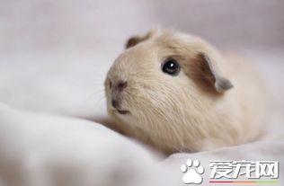 国产豚鼠洗澡视频,国产豚鼠洗澡趣味瞬间大盘点