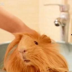 国产豚鼠洗澡视频,国产豚鼠洗澡趣味瞬间大盘点