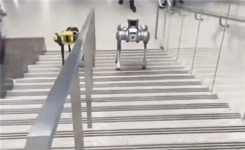 国产机械狗爬楼梯视频,智能科技助力未来生活