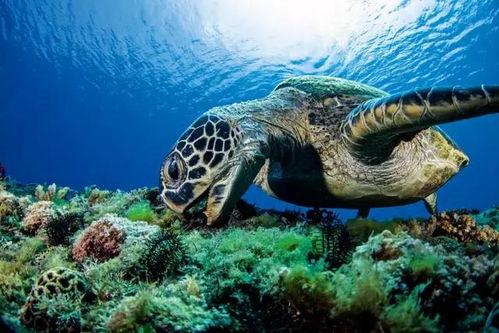 海龟繁衍视频动画片国产,动画中的海洋生命传承之旅