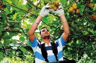 国产水果突围视频,视频揭秘突围之路