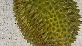 国产榴莲翻车了吗视频下载,揭秘网络热议背后的真相