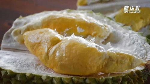 国产榴莲翻车了吗视频下载,揭秘网络热议背后的真相