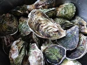 国产生蚝区分真假图片视频