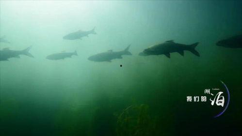 青鱼视频在线国产偷拍,独家揭秘国产偷拍事件  第3张