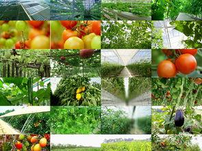 美国产水果视频,新鲜水果视频带你领略异国果园风情