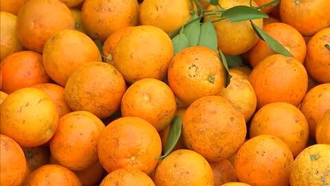 美国产水果视频,新鲜水果视频带你领略异国果园风情  第2张