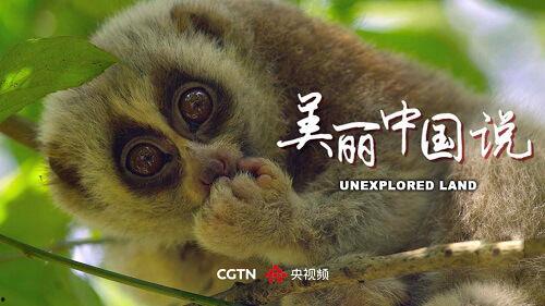 国产动物视频大全集,全景呈现我国珍稀生灵的生态画卷  第3张