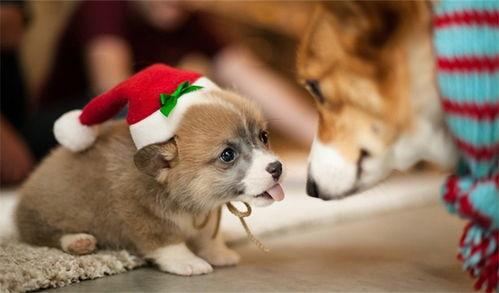 狗狗哄宝宝视频国产,狗狗哄宝宝温馨视频走红网络  第2张