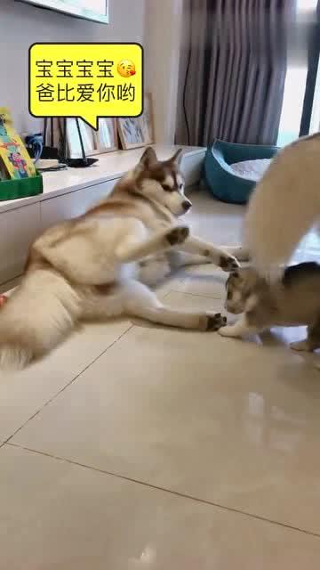 狗狗哄宝宝视频国产,狗狗哄宝宝温馨视频走红网络  第3张
