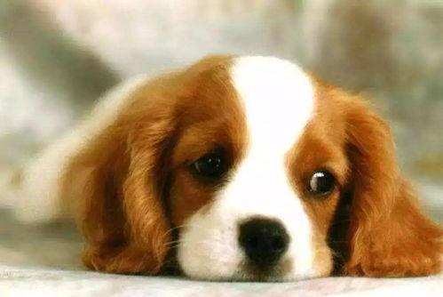 国产B级操道狗和人视频,一场跨越物种的温情互动