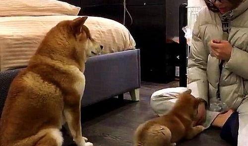 国产B级操道狗和人视频,一场跨越物种的温情互动  第2张